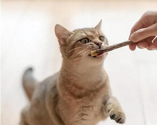 猫咪爱轻轻咬，这是为什么？（探究猫咪的咬行为和原因）