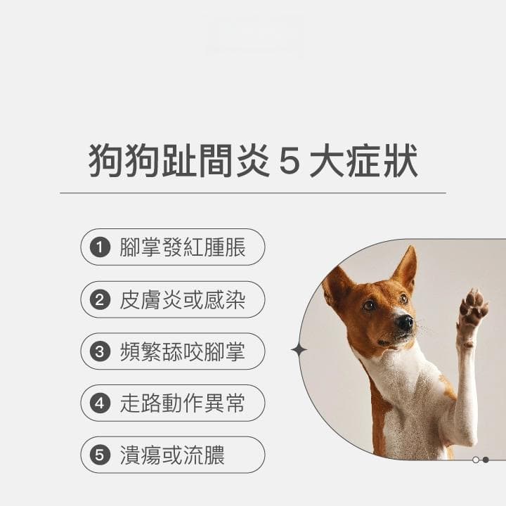 狗狗趾间炎怎么办？六大处理方法全解析