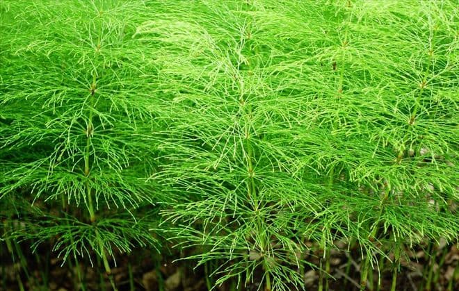 问荆草下面会有金矿和黄金吗