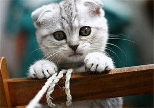 小奶猫眼部不适怎么办？症状、原因及预防全攻略
