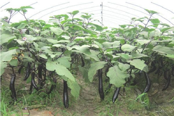 高产的茄子品种排行