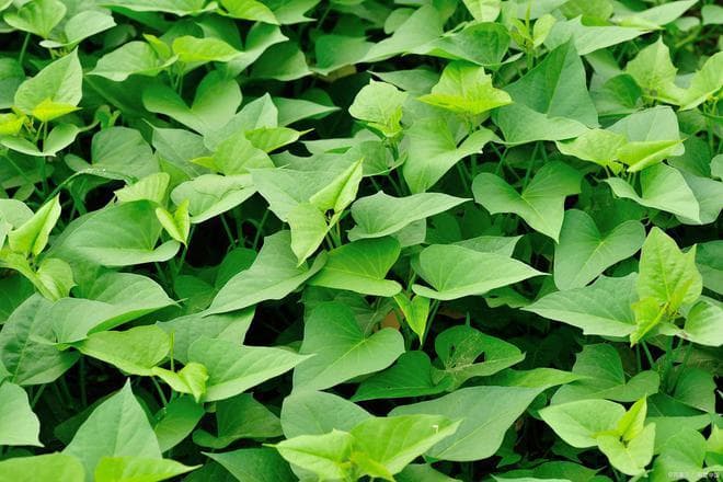 掌握红薯种植全攻略：这篇文章给出详细答案