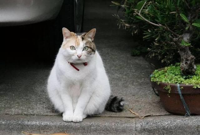 梦见流浪狗流浪猫