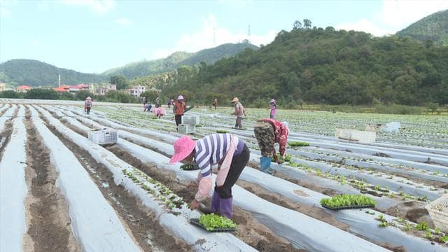 惠安“山线”乡村振兴示范项目：2000亩土地流转打造农文旅融合新样本