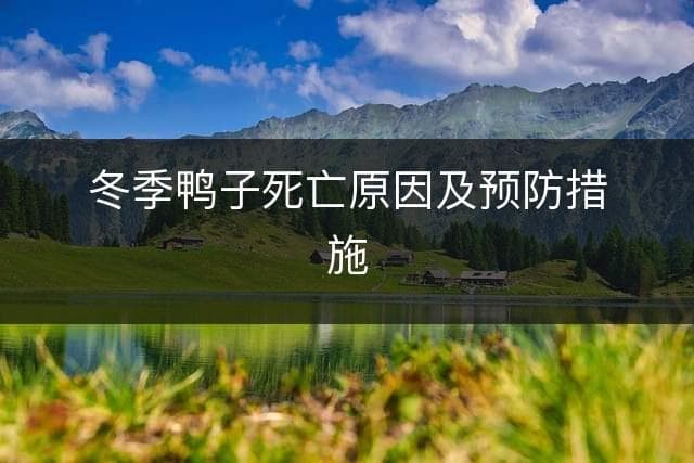 冬季鸭子死亡原因及预防措施