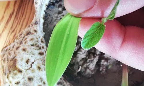黄豆的分类与特点（探究黄豆的单子叶植物特性）
