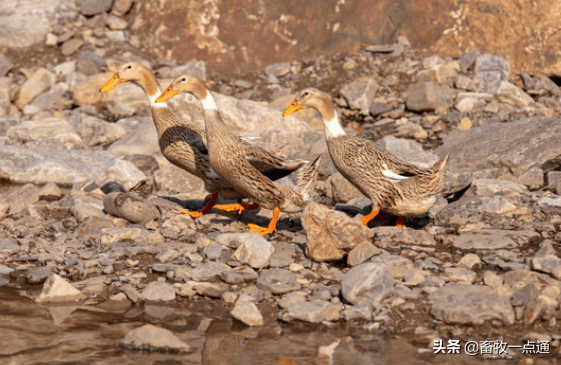 如何提高肉鸭健康养殖能力