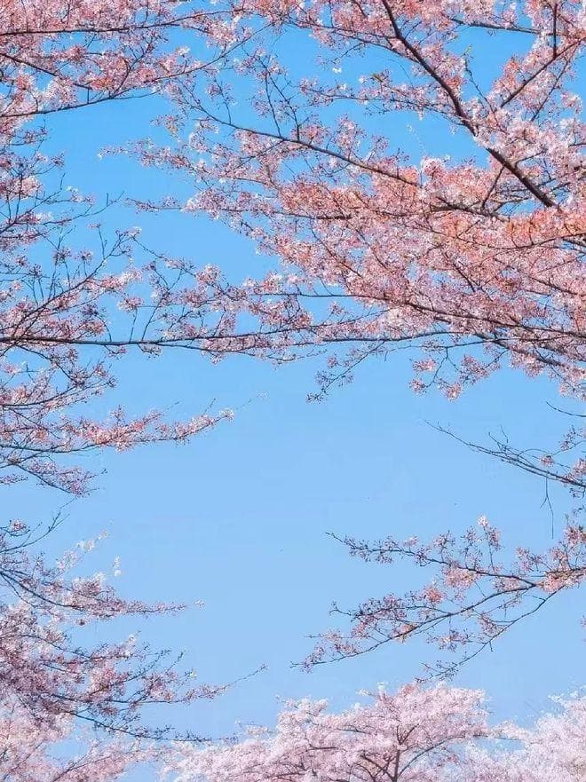 贵州最佳赏花时间 3月份贵州赏花最佳攻略，路线+景点，赶紧码住