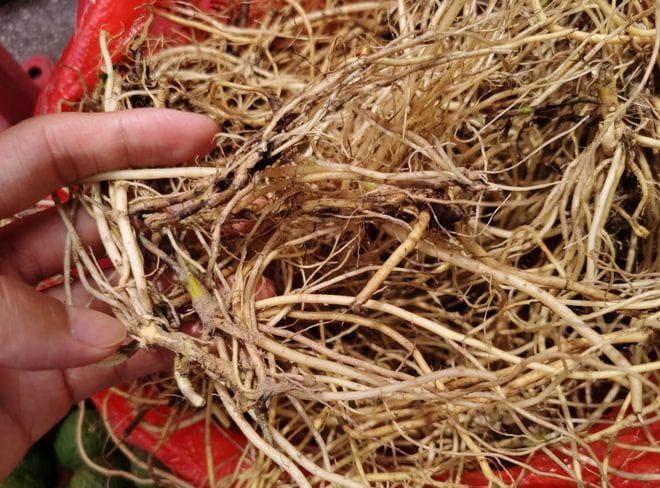 比黄连还苦的龙胆草：从形态特征到药用价值