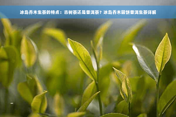 冰岛乔木生茶的特点：古树茶还是普洱茶？冰岛乔木圆饼普洱生茶详解