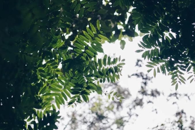 《诗经》里的蒹葭荇菜，大有文章