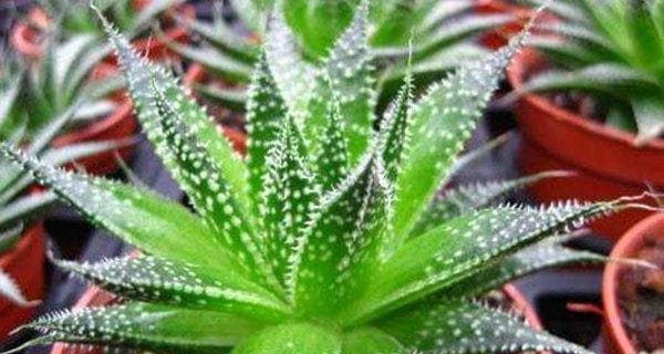 芦荟生长的环境与特点（探寻芦荟最适宜的生长地点）