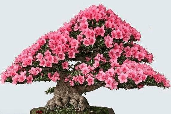 杜鹃花干枯落叶怎么办？三大原因分析与处理方法