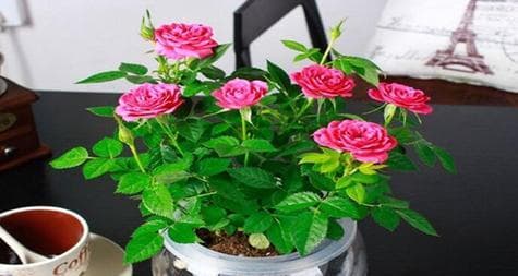如何让玫瑰快速开花（从光照、肥料、水分到修剪，为您详解玫瑰开花的秘诀）