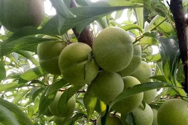 2月份可以种植什么果树？