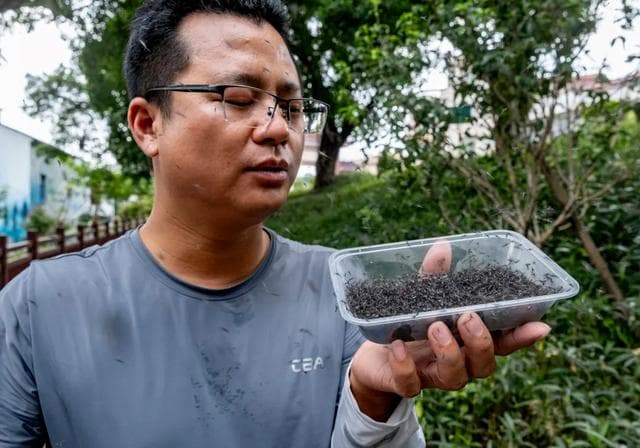 一周放出30万只蚊子！广州一乡村"以蚊治蚊"预防登革热