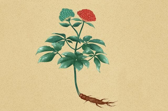 三七花：从植物学特征到药用价值的全面解析