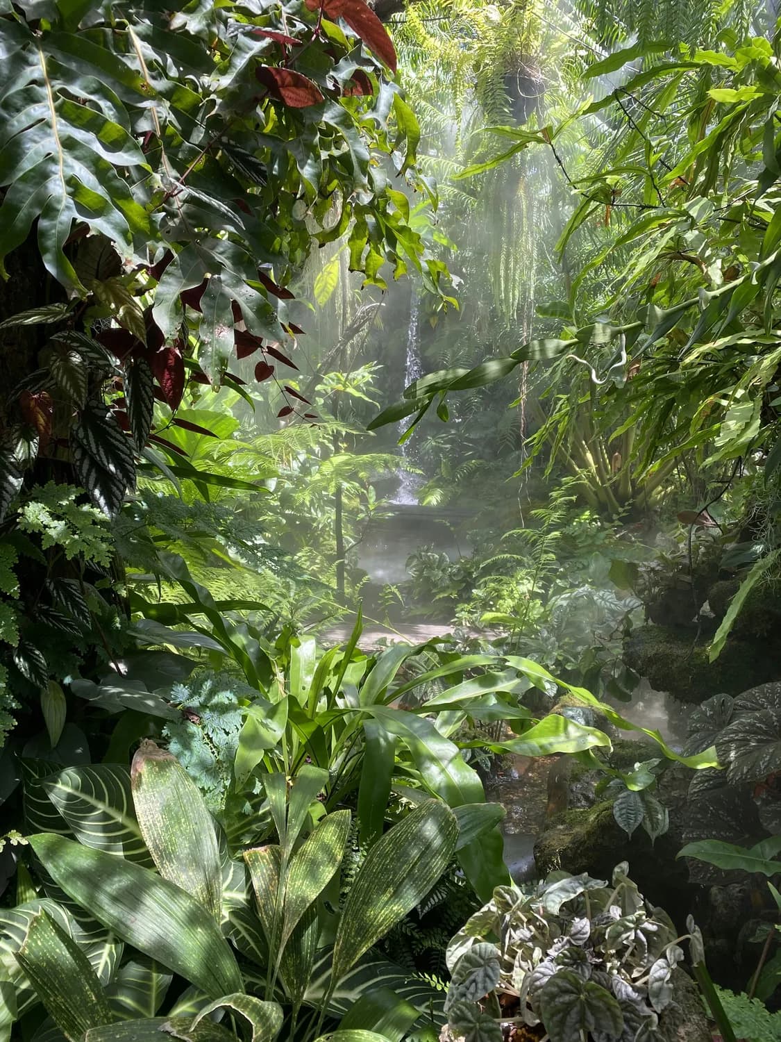 瑞丽莫里热带雨林：扎朵瀑布与植物化石共生的生态秘境