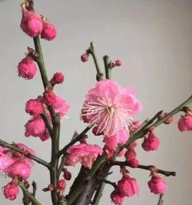 梅花养殖全攻略：从品种选择到日常养护