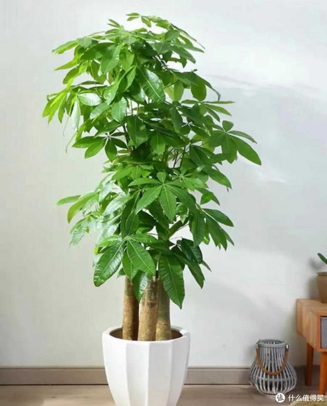 春日植此青绿 打造治愈系家庭氧吧