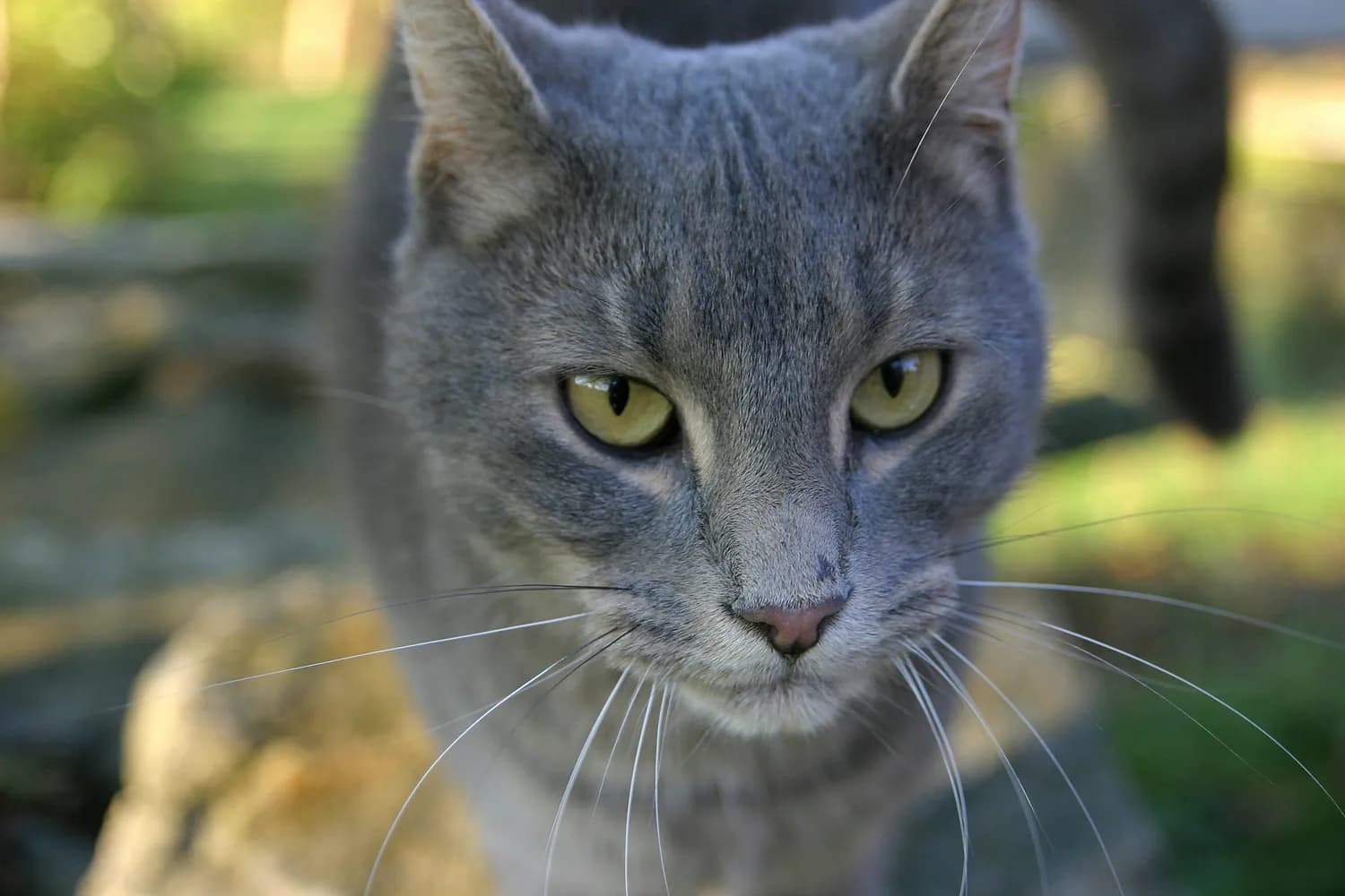 从瑞士到英国：家猫捕猎引发的生态危机与应对