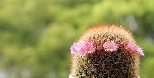 仙人掌的冬季养护（室内种植仙人掌的注意事项）