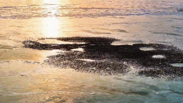 盘锦迎来今春第一个候鸟迁徙高峰