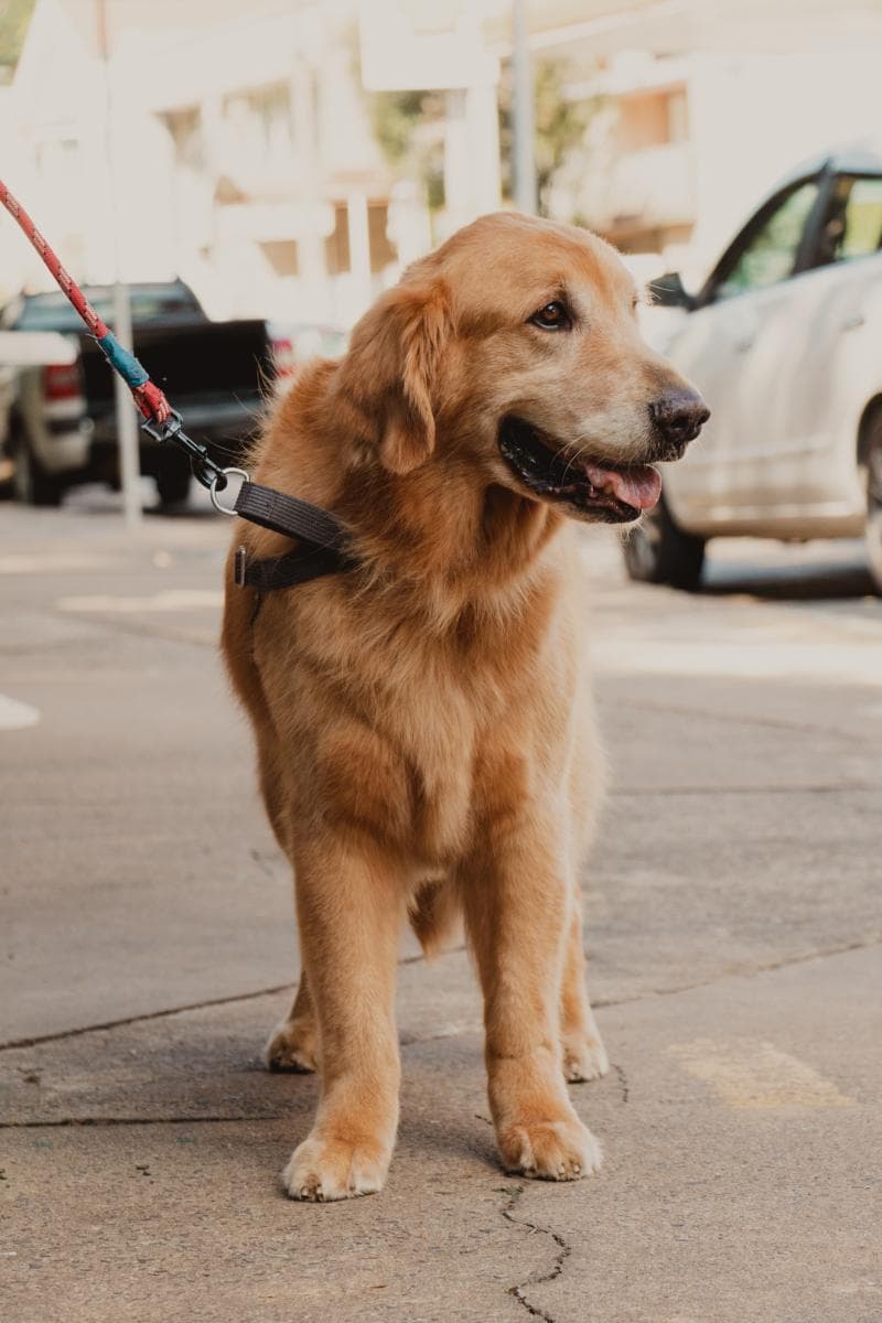 金毛犬不同阶段喂养全攻略