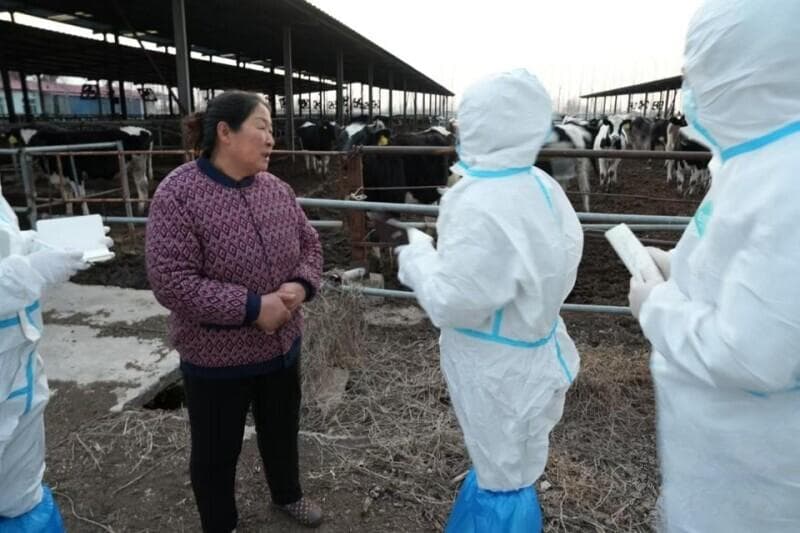 畜舍栏间展担当 青岛农业大学学子助力养殖防疫