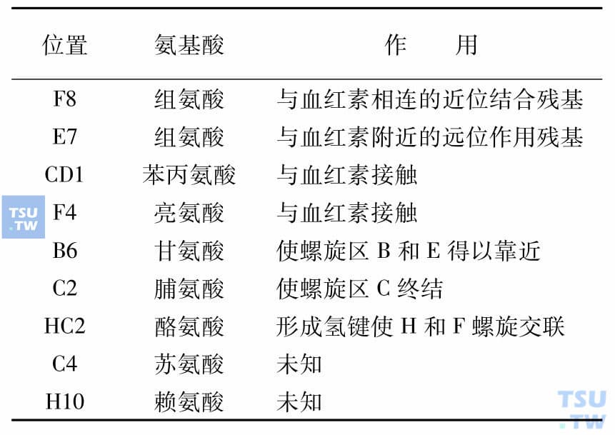 血红蛋白的结构详解