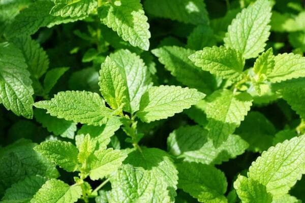 世界十大著名草本植物：从薄荷到旅人蕉的自然奇观