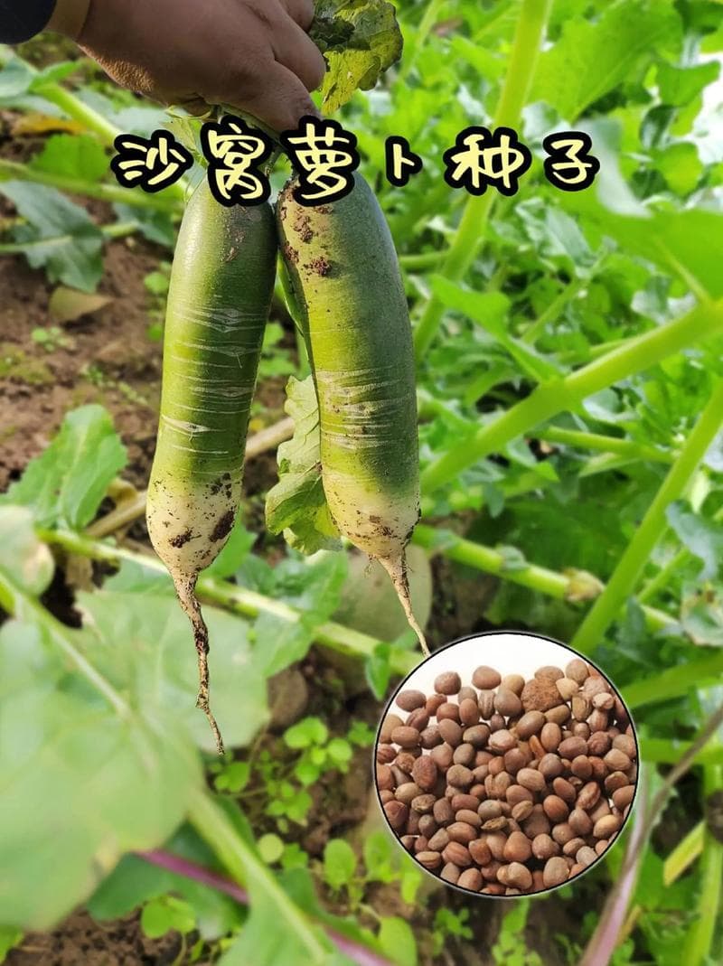 沙窝萝卜简介：天津特产，皮薄肉质翠绿，口感细腻甜辣，营养价值高