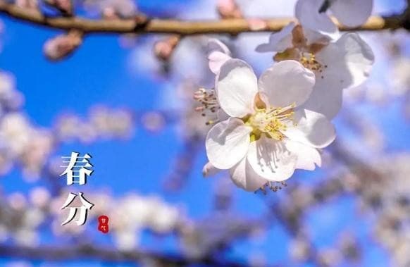 春分至|春光万顷蓬勃向上