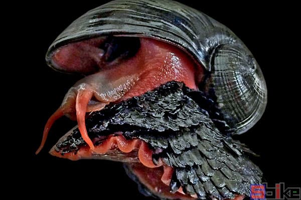鳞角腹足蜗牛：深海中的“钢铁战士”