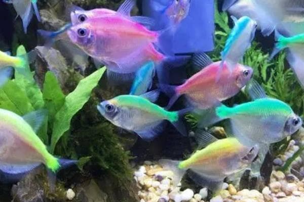 观赏鱼饲料配方大全：两种科学配比方案助力养殖效益提升