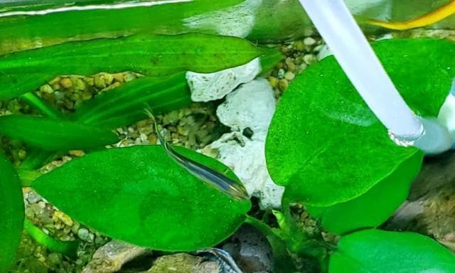 水草没根能活吗？揭开水草栽种的秘密