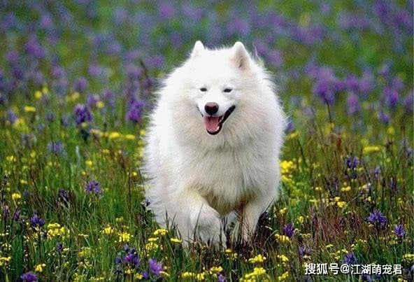 萨摩耶选狗粮指南：健康饮食必备