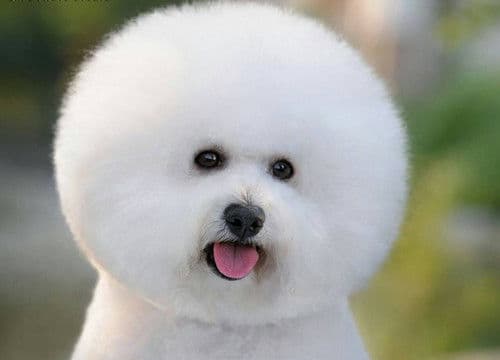 比熊犬喂食指南：适量狗粮，健康相伴！