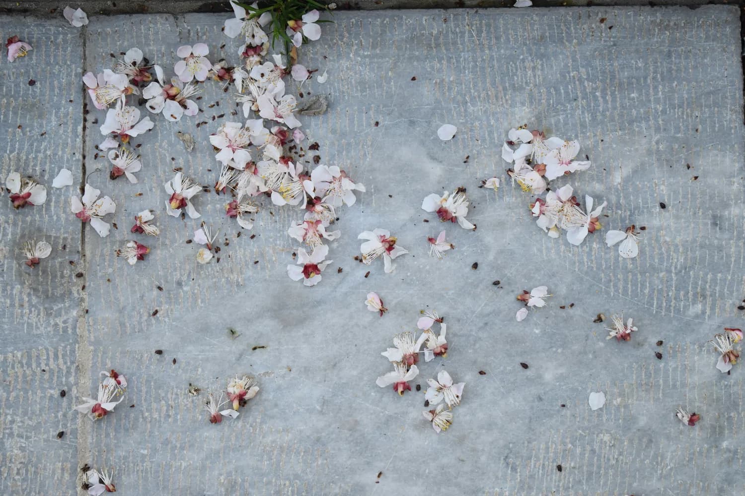 林黛玉葬花吟：红楼经典片段解析
