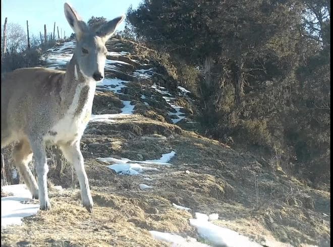 甘肃国家公园智慧监测成果显著 大熊猫雪豹等珍稀动物频频亮相
