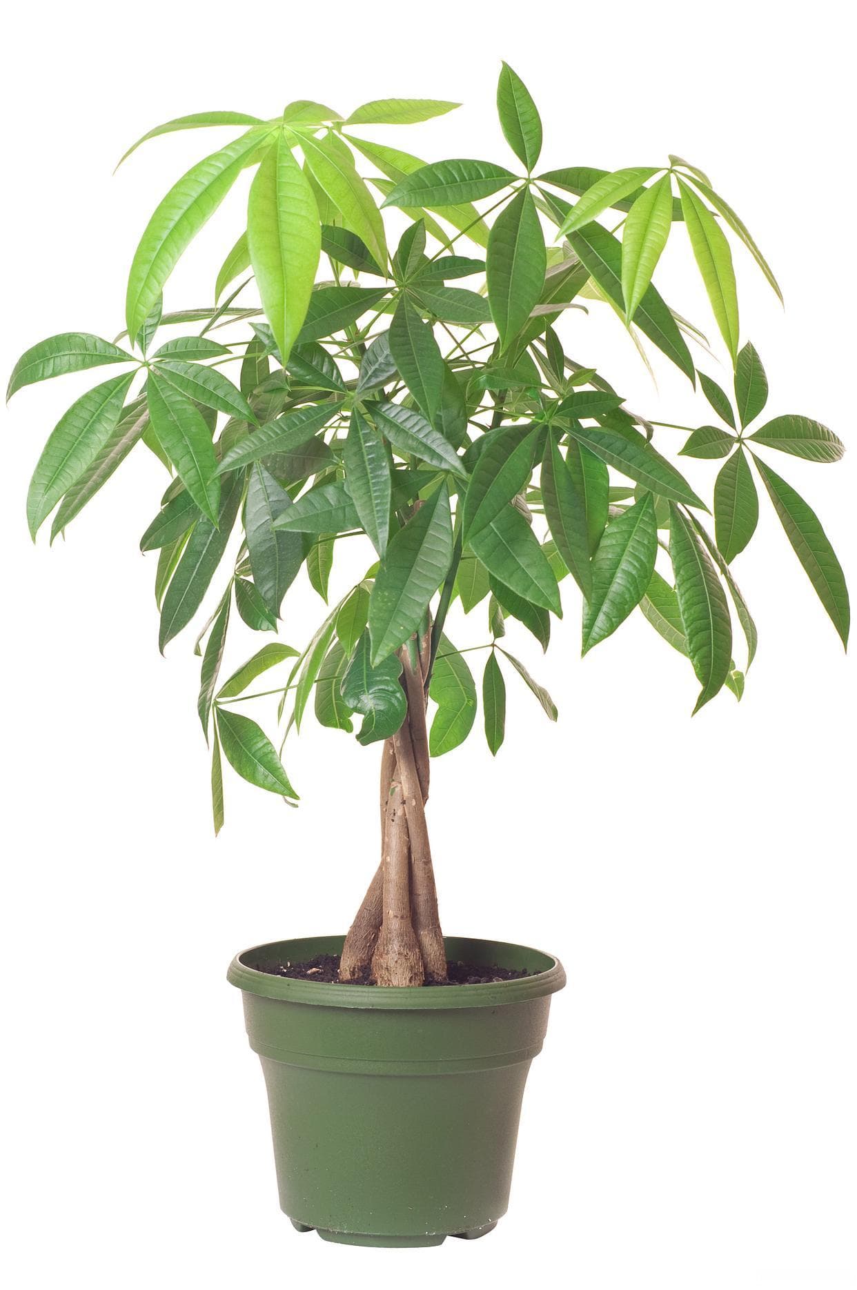 乔迁送什么绿植比较好