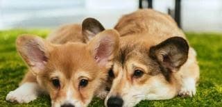 狗瘟和细小的区别：症状、传染性及治疗方法详解