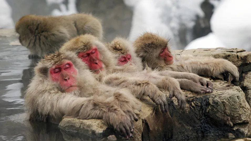 泡温泉、玩手机，日本雪猴是如何过上这么惬意的冬季生活？