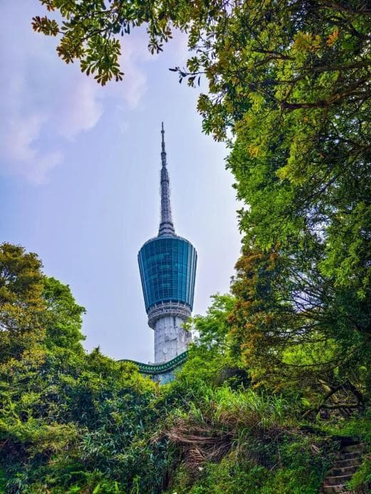 错过等1年！深圳天花板级赏花圣地梧桐山毛棉杜鹃花开正旺，解锁看花新版图