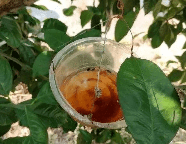 物理防治害虫的七大方法！ 现介绍几种常用的诱杀方法