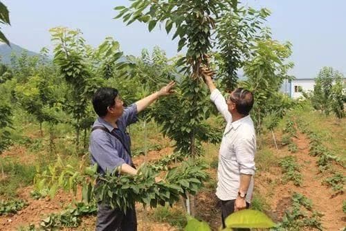 八月樱桃管理3大要点：合理夏剪，及时补肥，科学控旺
