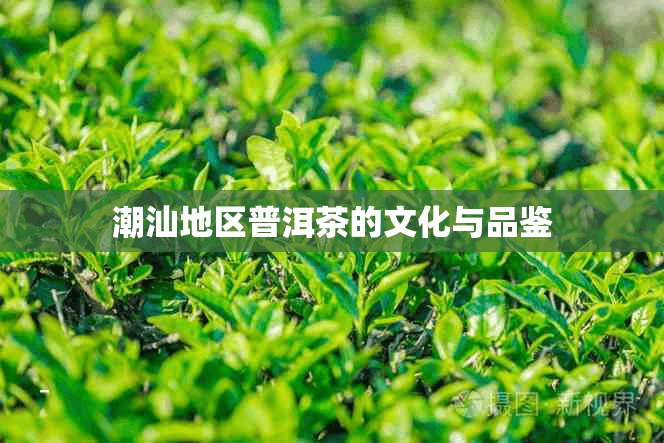 潮汕地区普洱茶的文化与品鉴