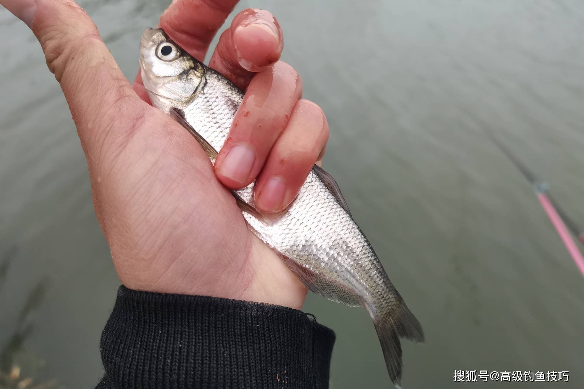 冬季最好钓的是白条，冬季钓白条的4个要领