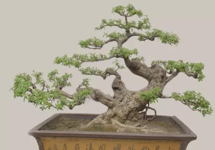 黄荆盆景怎么养护？做好这几点，长得枝繁叶茂