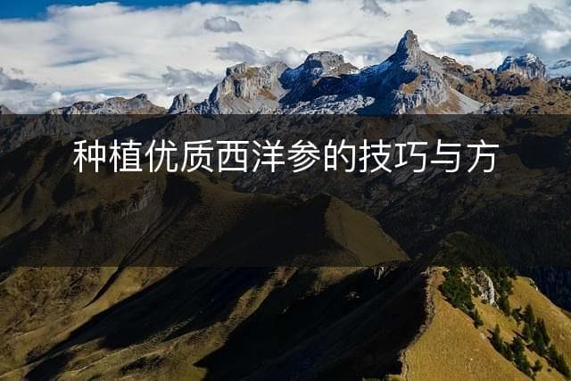 种植优质西洋参的技巧与方法